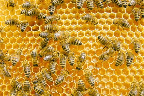 Beekeeping And Honey Production Photos At A Small Farm In East Texas