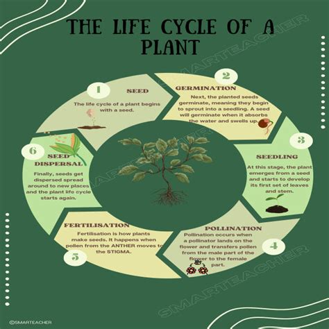 LIfe Cycle of a Plant • Teacha!