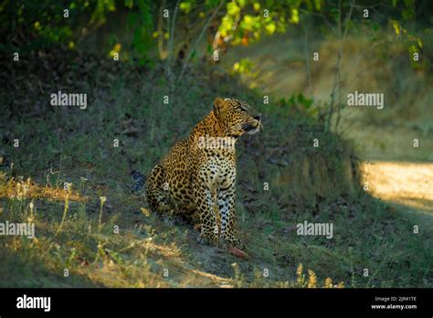 Large male wild leopard cub in Yala Nation Park, Sri Lanka. This is one ...