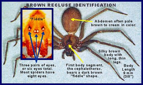 Brown Recluse Identification (recchart) | Department of Entomology | University of Nebraska–Lincoln