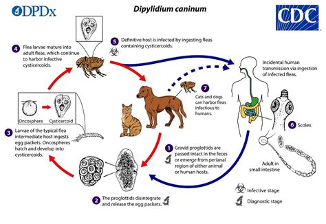 CDC - DPDx - Dipylidium caninum