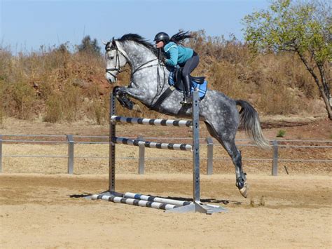 Jumping Horses For Sale