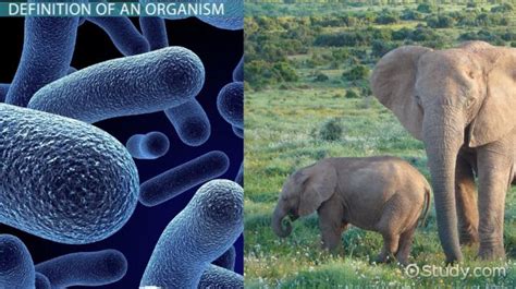 Organism | Definition, Characteristics & Examples - Lesson | Study.com