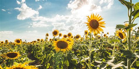 30 Best Sunflower Fields Near Me - Top Sunflower Fields & Mazes in the U.S.