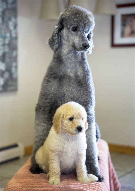 How To Groom a Poodle - Tamarack Poodle Puppy