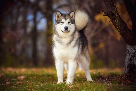 How Much Does an Alaskan Malamute Cost? 2024 Price Guide | Hepper