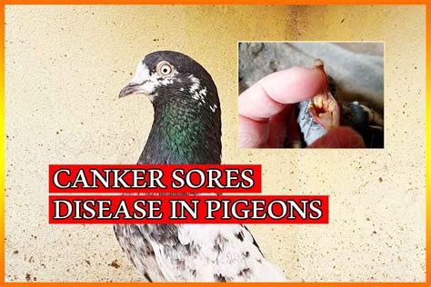 Canker Sore Treatment in Pigeons - Kabootar Parwari