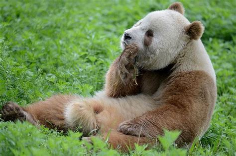 Nicht immer schwarz-weiß — Qinling Pandas | Staune.NET