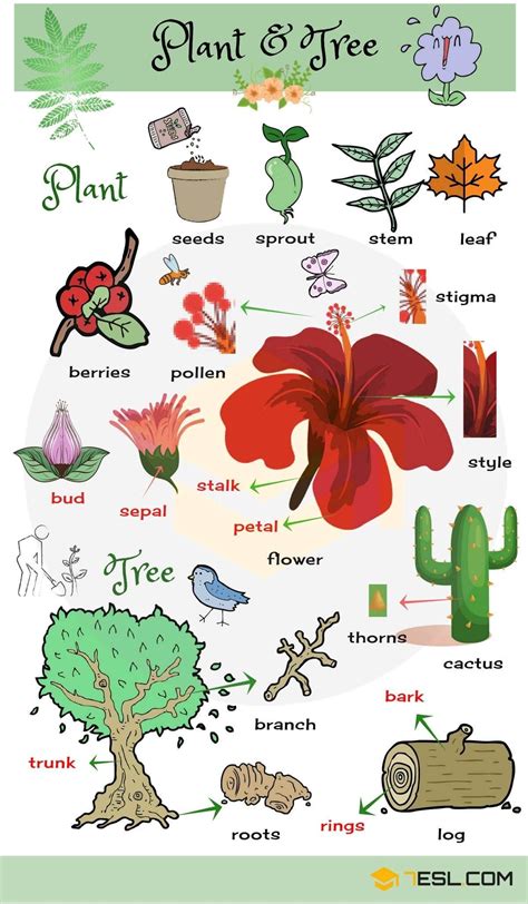 Flowering Plants Examples With Names - Garden Plant