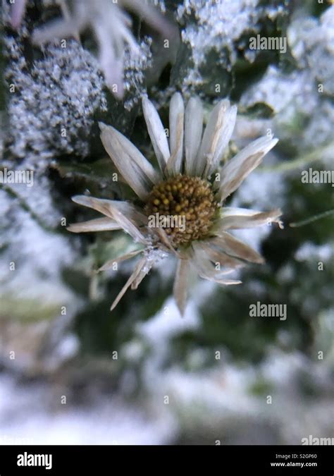 Daisy in the snow Stock Photo - Alamy