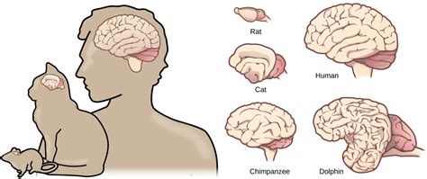 Relationship Between the Size of the Brain and Intelligence - New World : Artificial Intelligence