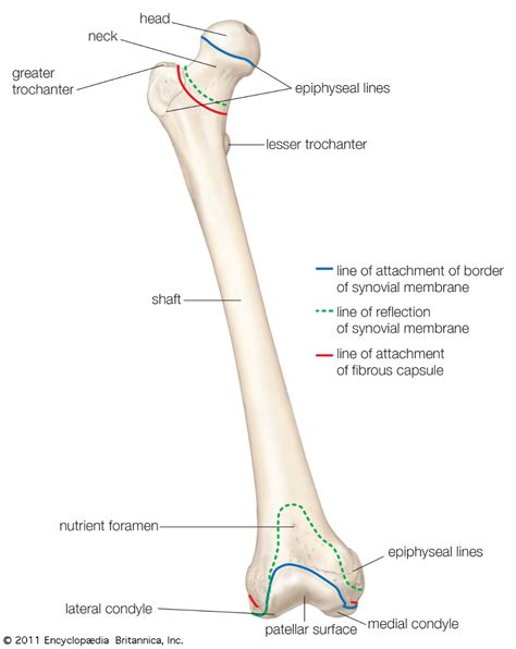 femur bone - Google Search | Femur bone, Human skeleton parts, Medical anatomy