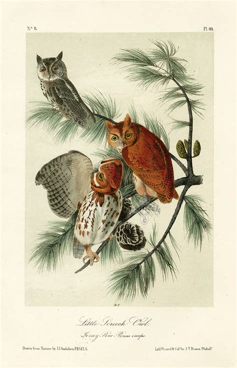 Audubon Bird Prints from Birds of America, 1st octavo edition 1840-1844