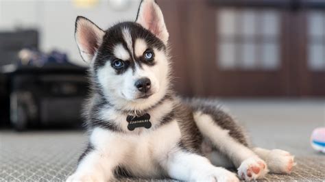 New pup in charge: UConn welcomes husky mascot Jonathan XV