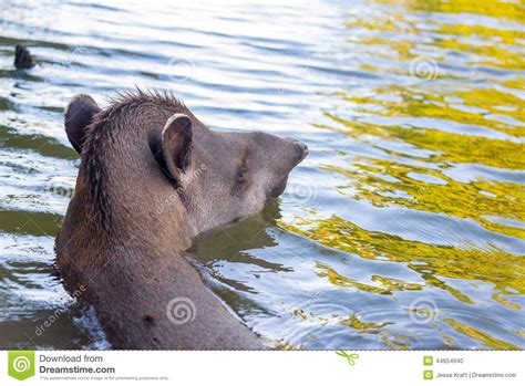 Brazilian Tapir Swimming stock photo. Image of nature - 44654940