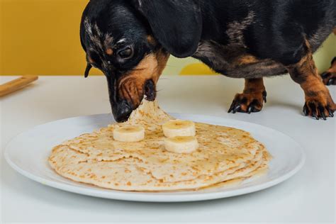 Dog-Friendly Pancake Recipe — Yappy Life