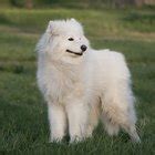 DIY Samoyed Grooming Bath Tips | Dog Care - Daily Puppy