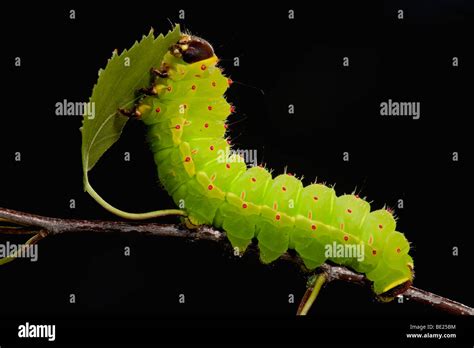 Luna or Moon Moth Caterpillar Actias luna larvae feeding on birch ...