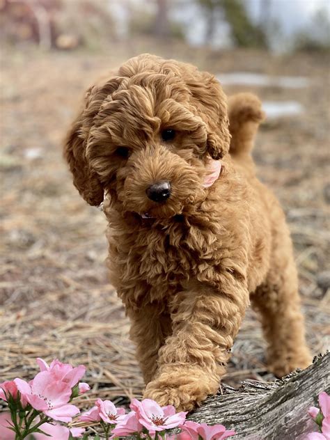 a small brown dog standing on top of a forest floor next to pink flowers and a tree trunk