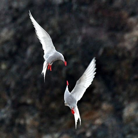 An Intro to Migratory Birds in Antarctica - Polar Latitudes