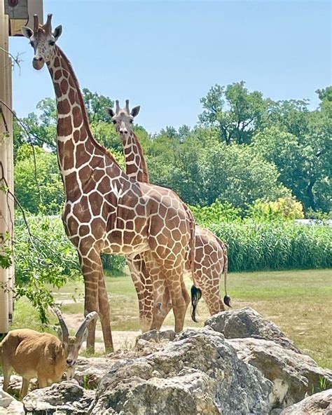 Frank Buck Zoo - Texas Zoos