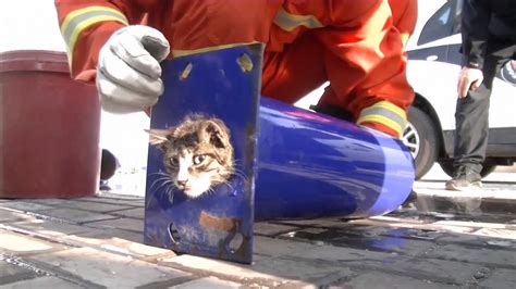 Cat Stuck in Narrow Pipe Rescued by Firefighters