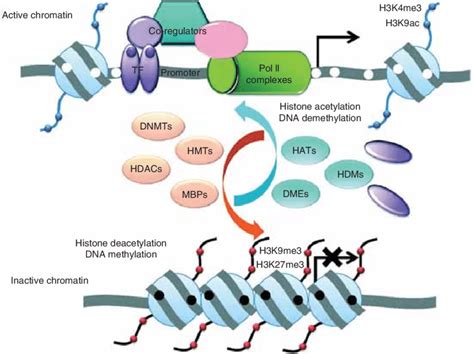 Epigenetic mechanisms. DNA methylation and posttranslational ...