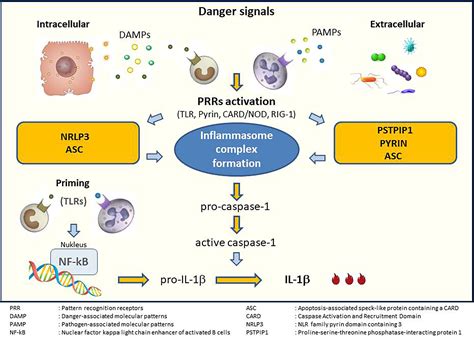 Frontiers | Interleukin-1 Inhibitors and Vaccination Including COVID-19 in Inflammatory ...