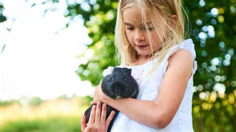 How to take care of a guinea pig for beginners 9 essential steps to a happy pet – Artofit