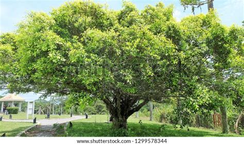 Shady Tree Garden Stock Photo 1299578344 | Shutterstock