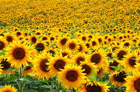 11 Magical Sunflower Fields in Texas (And Farms!) - Roaming the USA