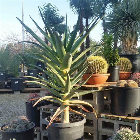 Aloe dichotoma - Quiver Tree - Mid Valley Trees