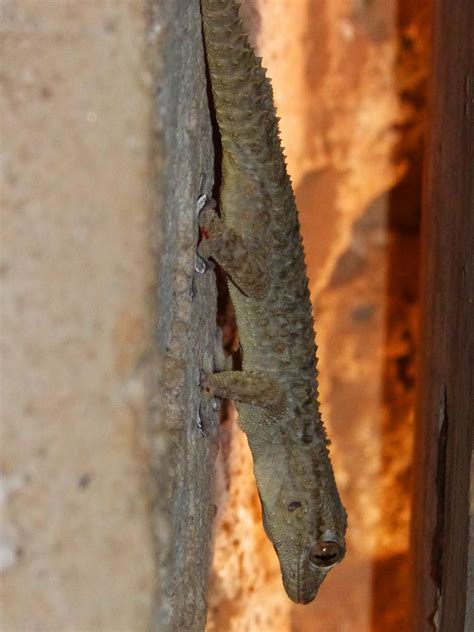 Free Images : wood, wall, rust, fauna, lizard, gecko, close up, newt ...