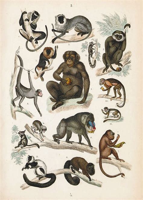 Vintage zoology illustration - Monkeys by Gardenlibrary | Redbubble | Animal atlas, Animal ...