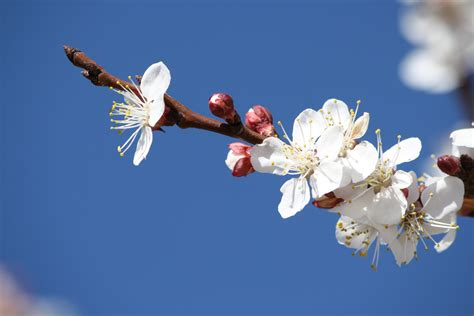 apricot tree in bloom - Google Search | Art Exhibition | Pinterest | Apricot tree, Bloom and ...