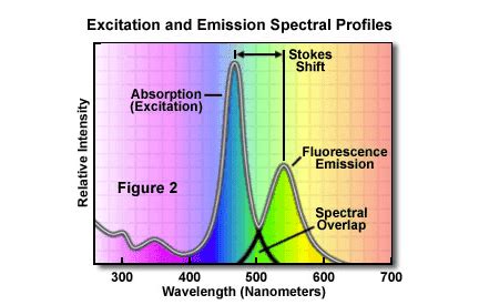 Fluorescence Excitation and Emission Spectra