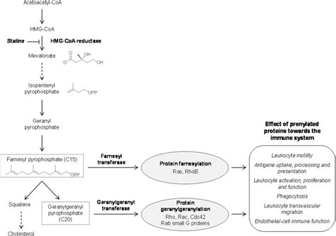 Protein prenylation via the mevalonate pathway and effects on immunity... | Download Scientific ...