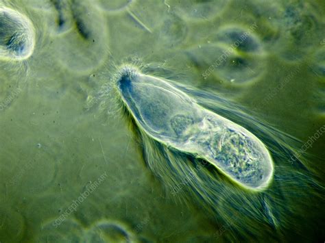 Protozoa (Trichonympha sp.), LM - Stock Image - C030/4924 - Science ...