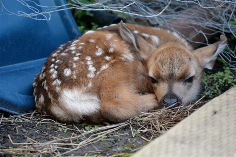 Found a baby deer - do they need help?