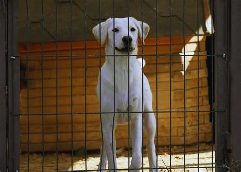 Animal shelter populations are up—here's why and how shelters are responding - Magnolia State ...