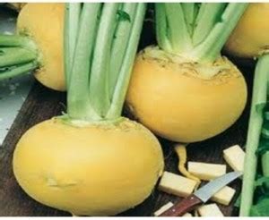 Turnip - Nutritional Facts, Health Benefits and Pictures