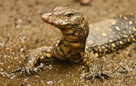 Baby Monitor Lizard on Sri Lankan river bank - a photo on Flickriver