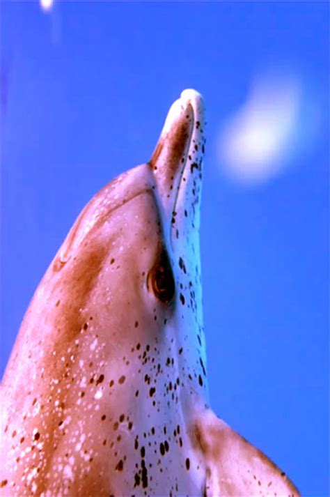 Rare albino pink spotted dolphin | Dolphins, Animals beautiful, Animals