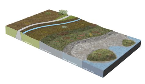 Horizontal Levee - A Green Solution to Rising Sea Levels in California