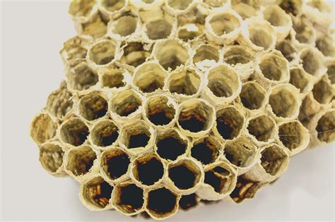 Bee Hive Honey Free Stock Photo - Public Domain Pictures
