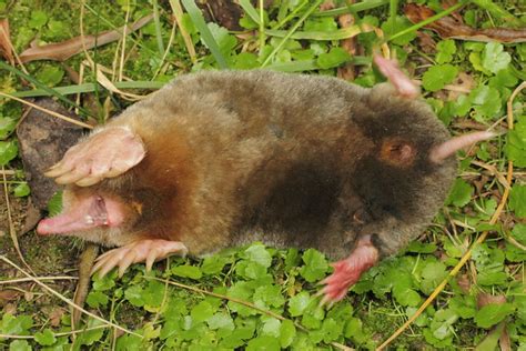 Eastern Mole | Scalopus aquaticus from North Carolina. I ha… | Flickr - Photo Sharing!