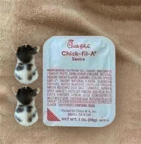 Two cat long sauce | Chick-fil-a Sauce Cat | Know Your Meme