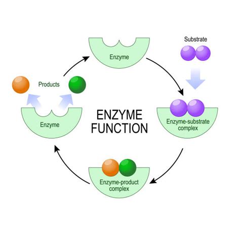 Diagram Of Enzyme