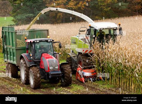 Maize silage hi-res stock photography and images - Alamy