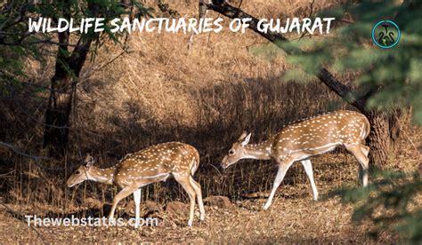 List Of Wildlife Sanctuaries Of Gujarat